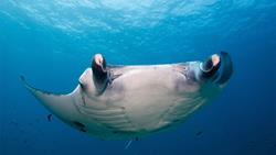 Kuredu Island - Maldives. Dive Centre. Manta dive sites.